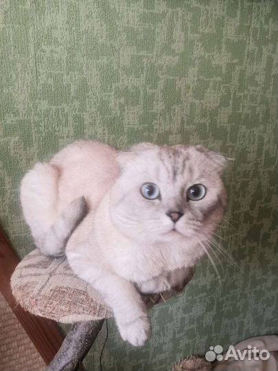 Шотландский кот, вязка