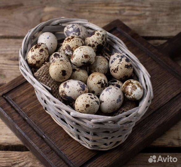 Яйцо куриное и перепелиное. Домашнее