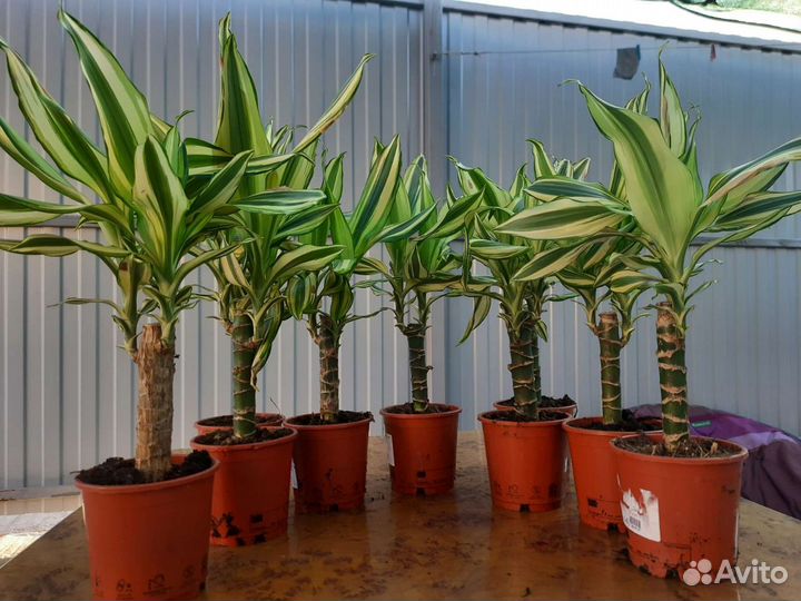 Драцена лайм