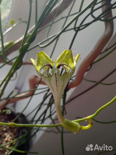 Редкие церопегии