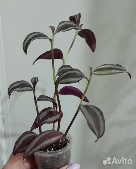 Традесканции сортовые