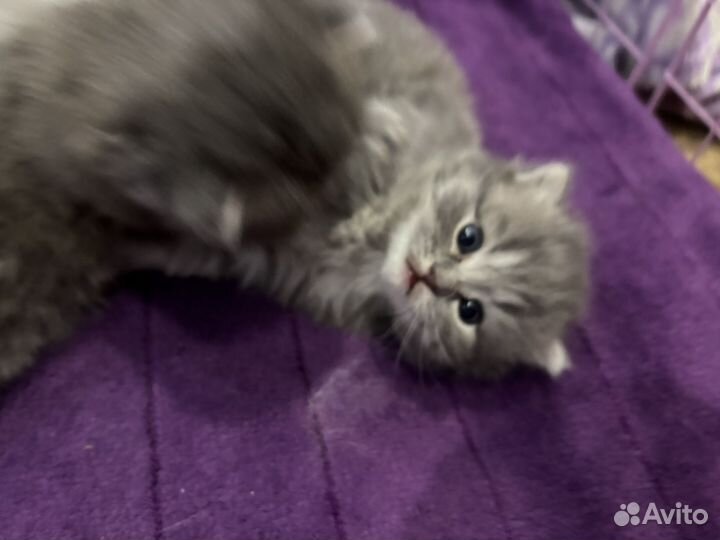 Шотландские вислоухие котята