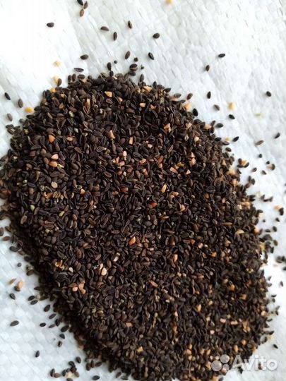 Фацелия, семена Медоносы Сидераты,Корм