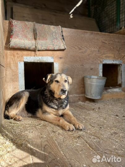Собака Очень грустит в приюте