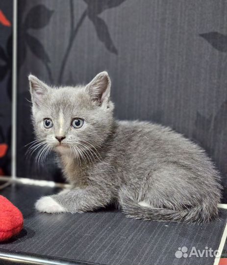 Котята от британки в добрые руки