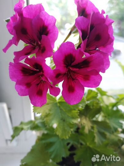 Пеларгония герань
