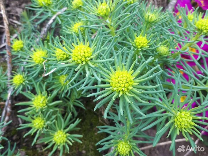 Молочай кипарисовый