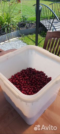 Саженцы вишни