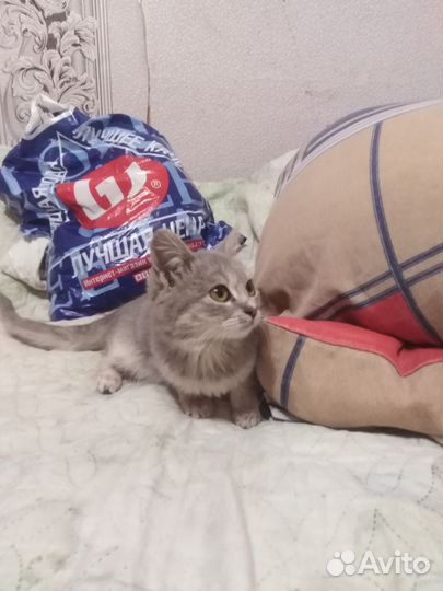 Котенок девочка отдам в добрые руки