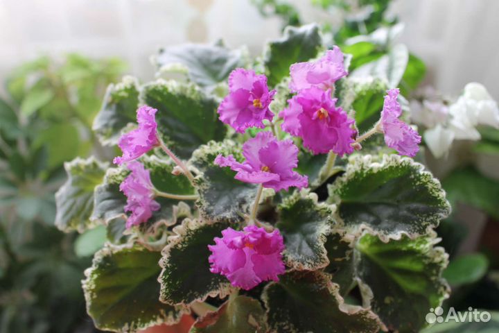 Комнатные растения обновлено