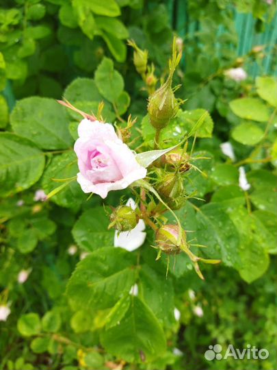 Роза ароматная