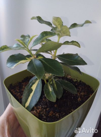 Альтернантера, бересклет