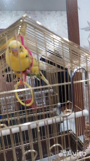 Волнистый попугай с клеткой