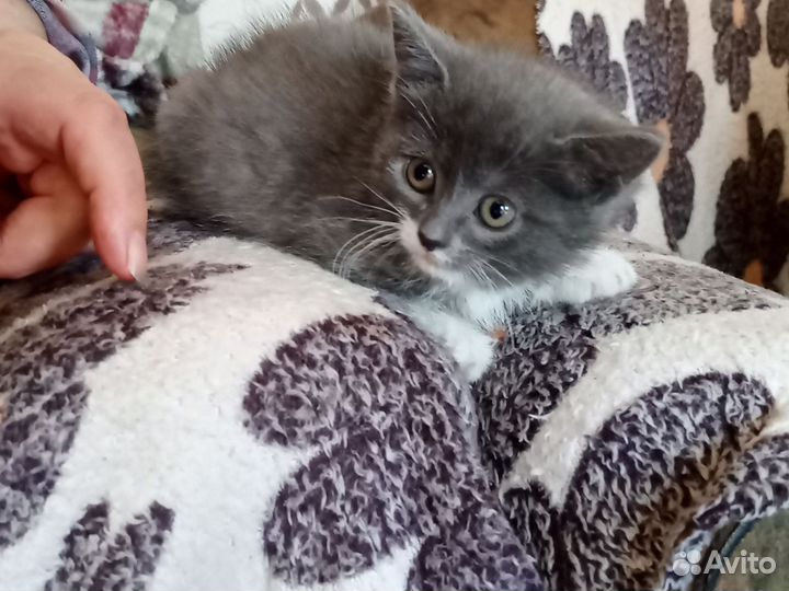 Котенок в дар бесплатно