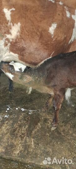 Телята от 2х до зх месяцев подсосные