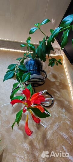 Эсхинантус жар птица