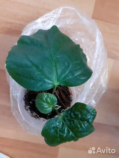 Гибискус NK Cashew Кешью