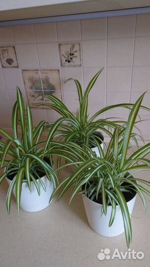 Хлорофитум двухцветный