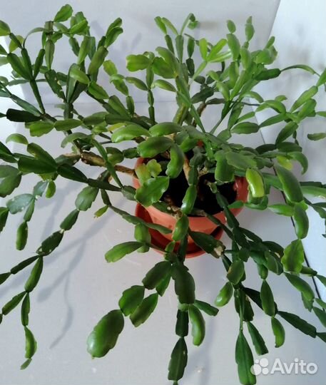 Шлюмбергера декабрист суккулент