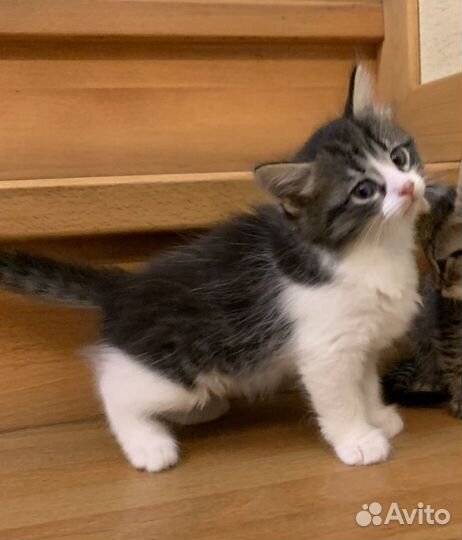 Котята в добрые руки