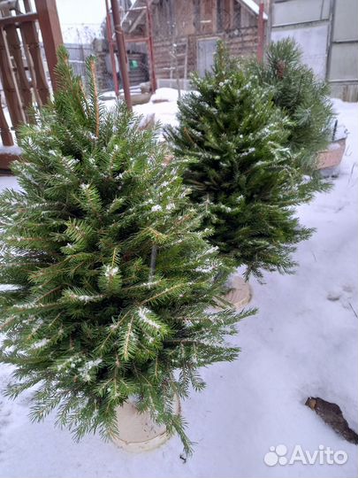 Живые елки из веток