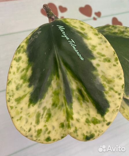 Хойи kerrii керри