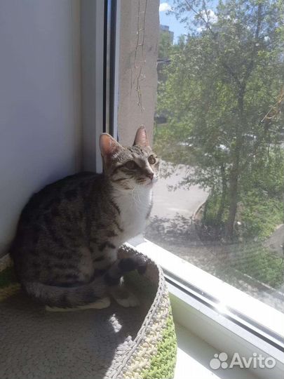 Красавчик Орфей