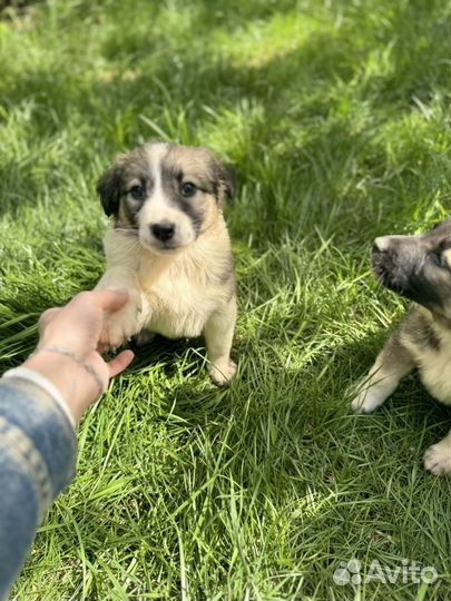 Малышка 1,5 мес доставка бесплатно по области