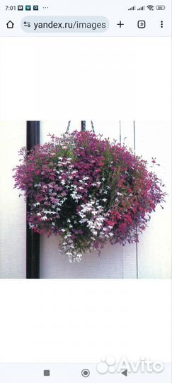 Рассада Лобелия каскадная микс