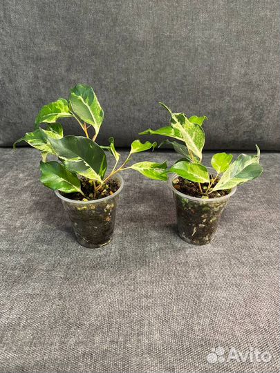 Фикус керли