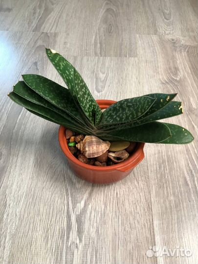 Суккуленты