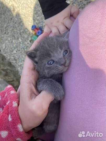 Котята в добрые руки даром