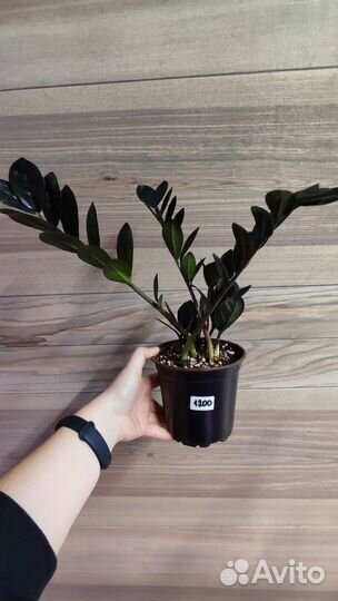 Замиокулькас