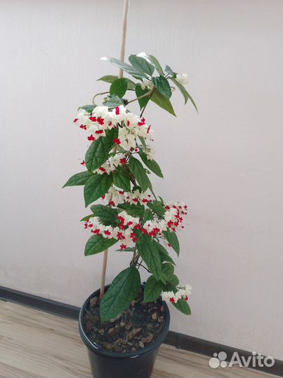 Клеродендрум томпсон