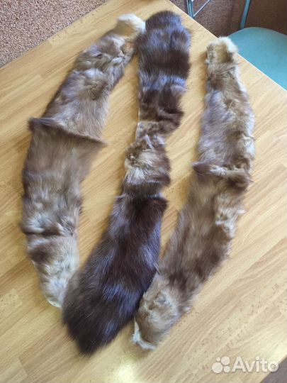 Шкурка животного соболь
