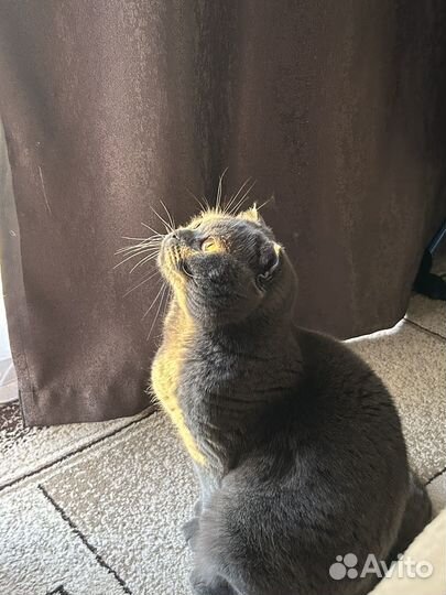 Кошка