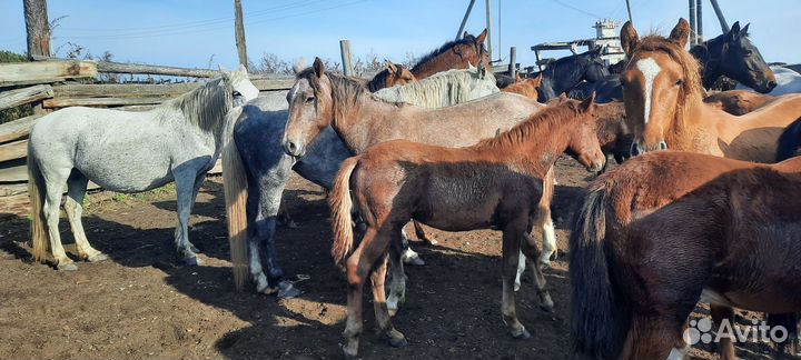 Продам лошадей