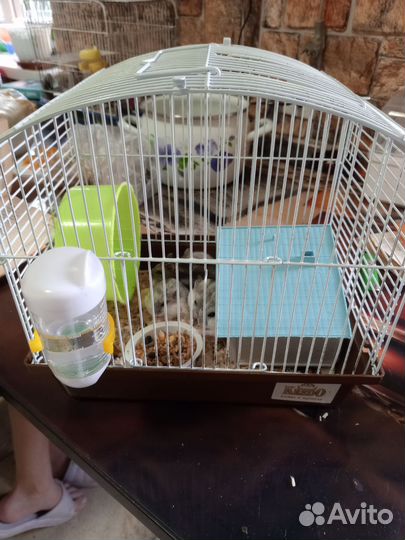 Джунгарский хомяк с клеткой бесплатно