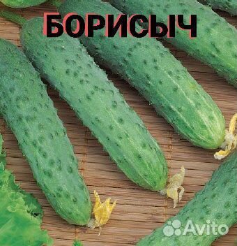 Рассада огурцов