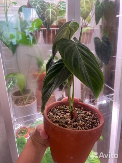 Филодендрон сплендид