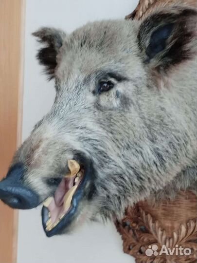 Чучело головы кабана