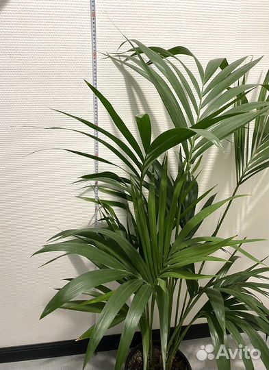 Ховея Форстеринана