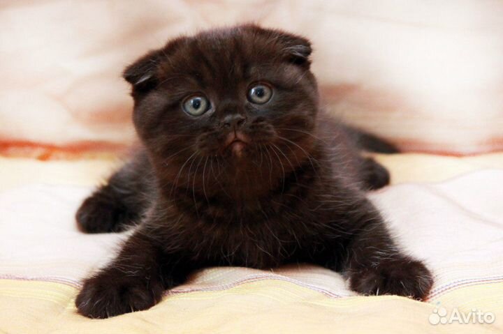 Шотландские золотые, серебристые, шоколадные