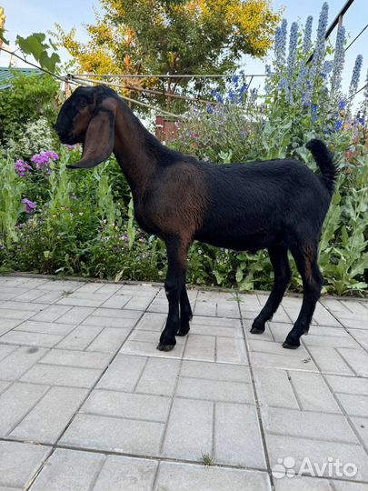 Англо нубийский козлик