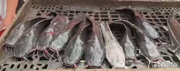 Царская рыба