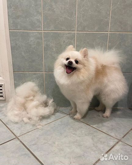 Груминг собак всех пород