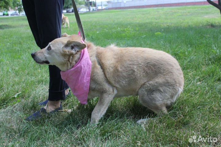 Помогите собаке познать любовь