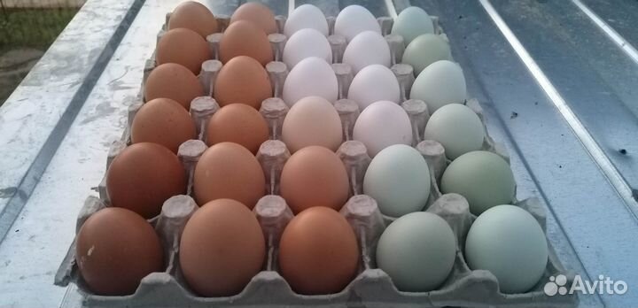 Домашние куриные яйца