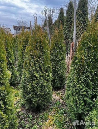 Туя Смарагд