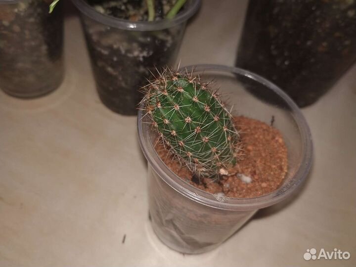 Набор цветов отдам за 350 5 шт